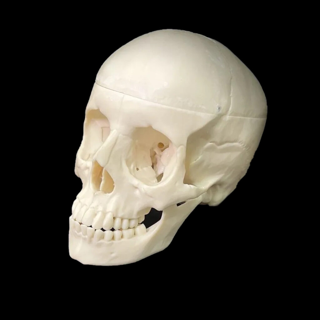 Cranio Anatomico
