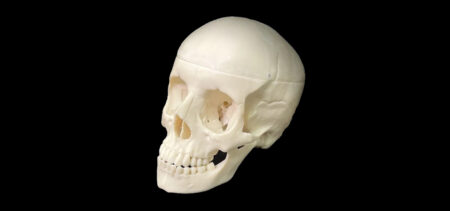 Cranio Anatomico