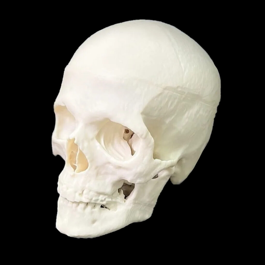 Cranio Anatomico Realistico