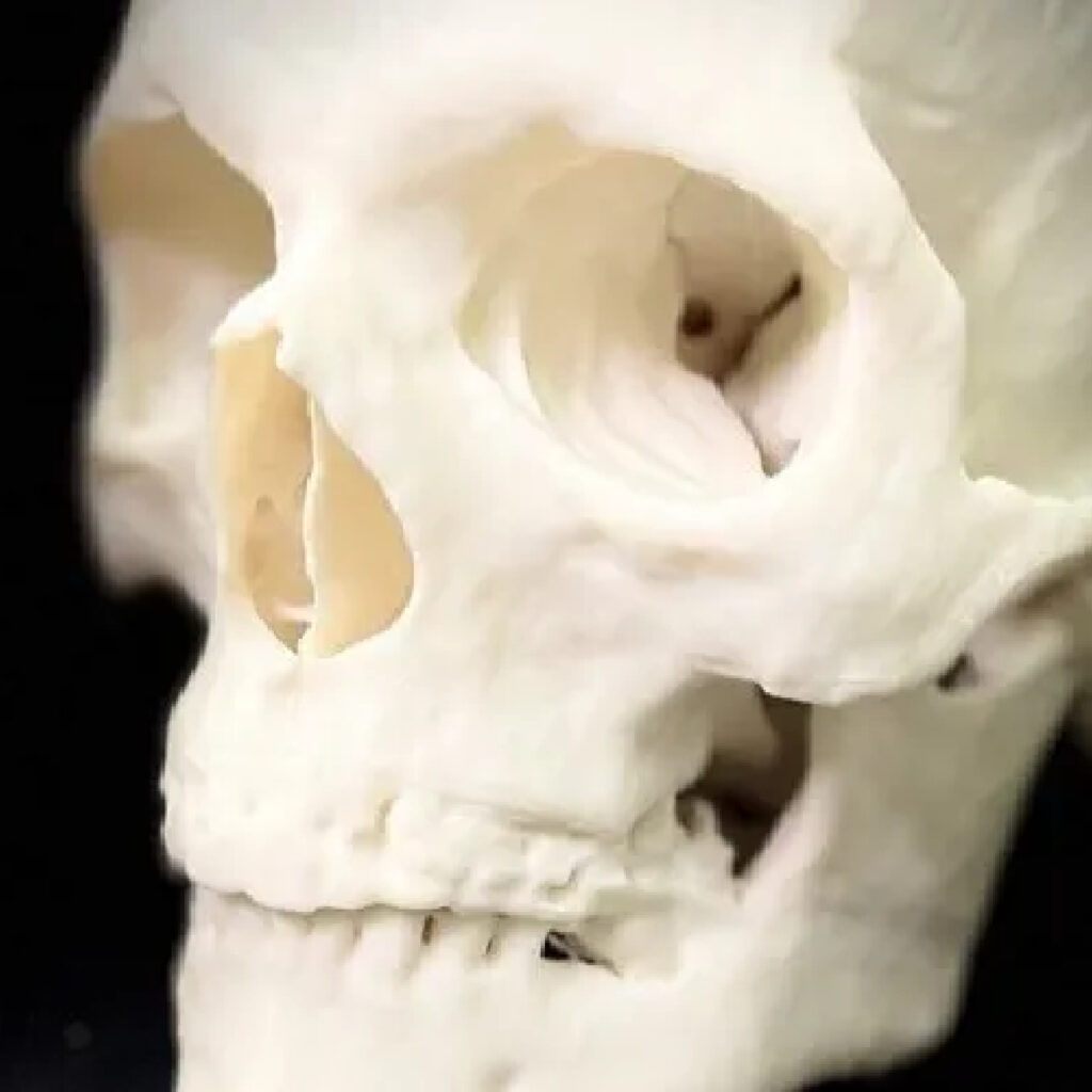 Cranio Anatomico Realistico