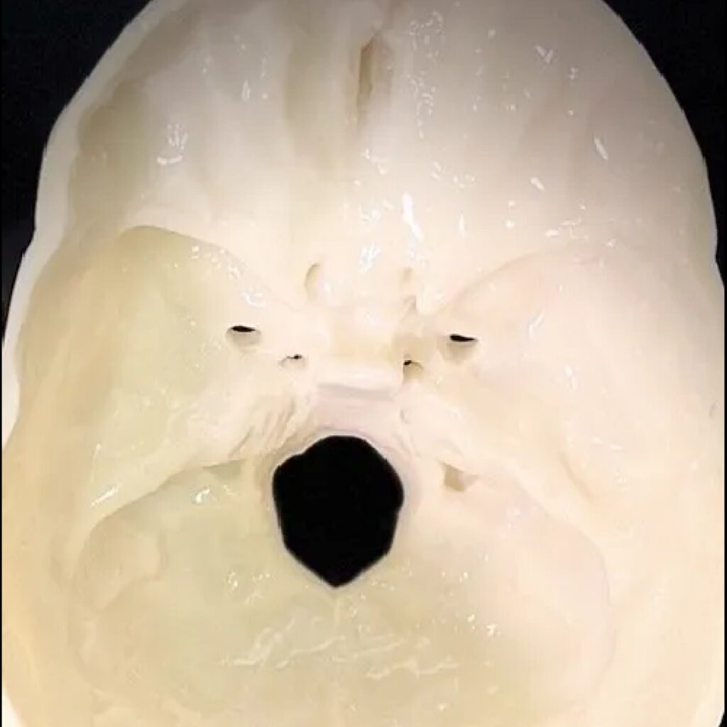 Cranio Anatomico Realistico
