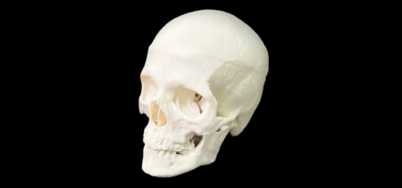 Cranio Anatomico Realistico