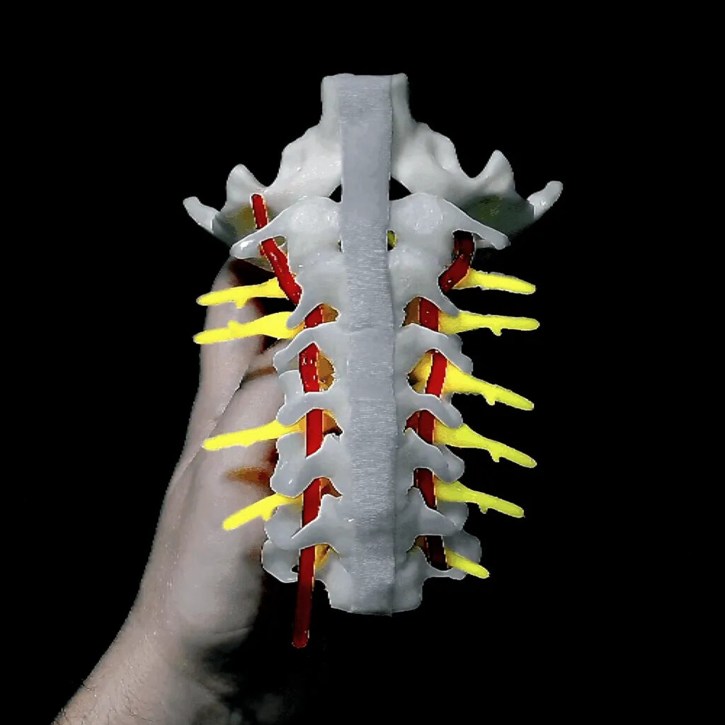 Giunzione Craniocervicale