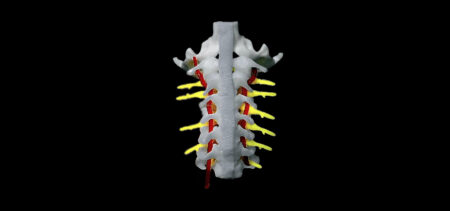 Giunzione Craniocervicale