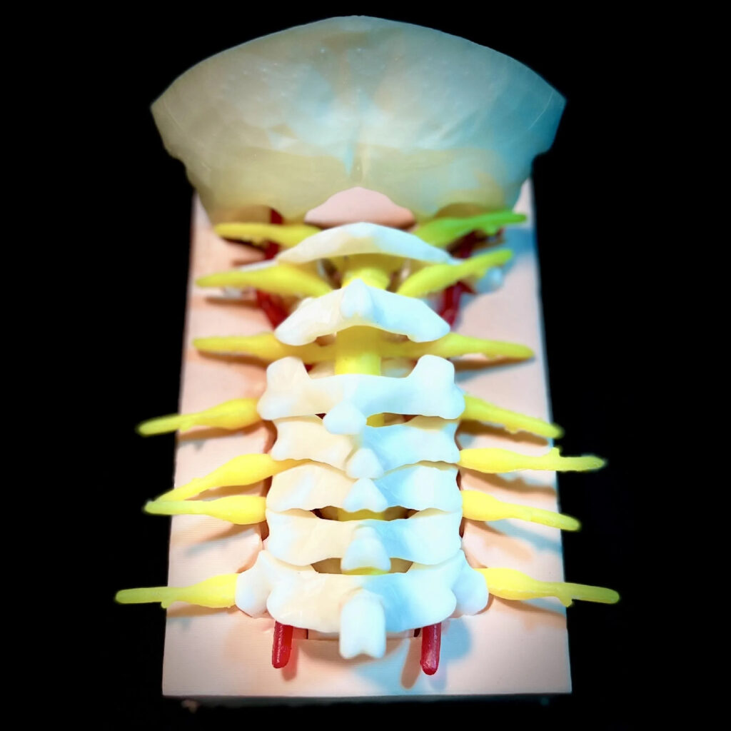 Simulatore Giunzione Craniocervicale