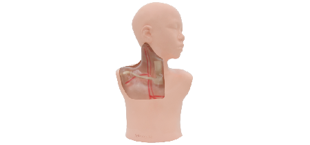 Simulatore ecografico per CVC pediatrico