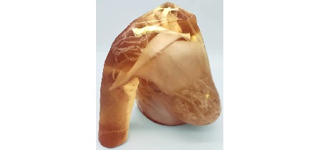 Seno Adulto per CT/US/MRI