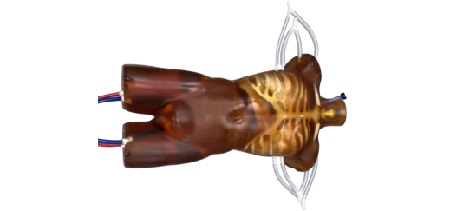 Torso Adulto Avanzato per CT/US/MRI