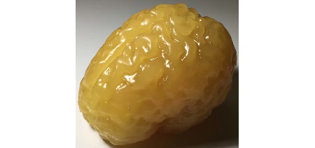 Cervello Adulto Basic per CT/US/MRI