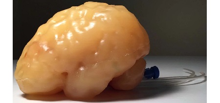 Cervello Adulto Complex per CT/US/MRI