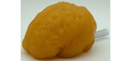 Cervello Adulto Standard per CT/US/MRI