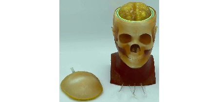 Testa Adulta Dinamica Avanzata per CT/US/MRI