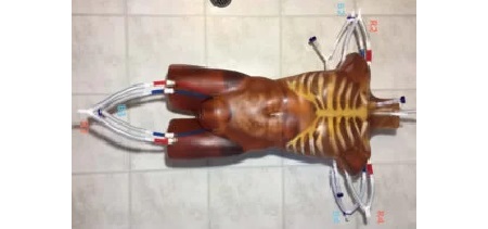 Torso Adulto Dinamico per CT/US/MRI