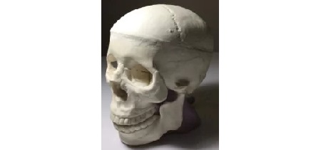 Cranio Adulto con cervello per CT/US/MRI