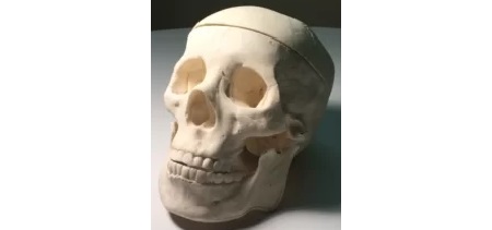 Cranio Adulto per CT/US/MRI