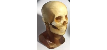 Testa Adulta Statica per CT/US/MRI