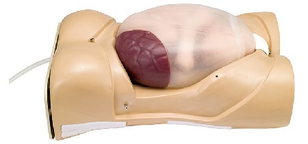 Simulatore per l'esame di gravidanza con battito cardiaco