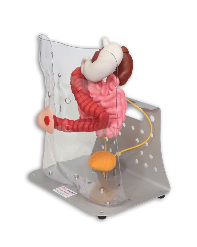 trainer stoma-12