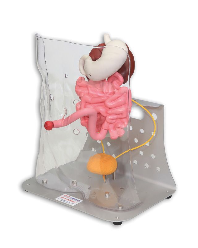 trainer stoma-6