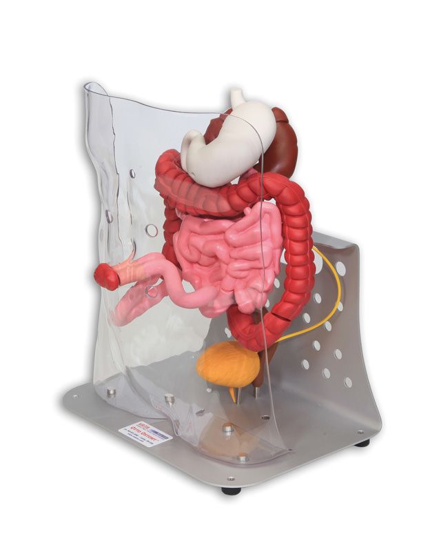 trainer stoma-7