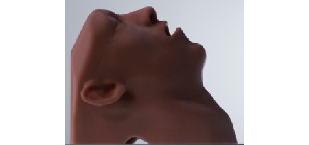 Airway Adjunct Placement Trainer