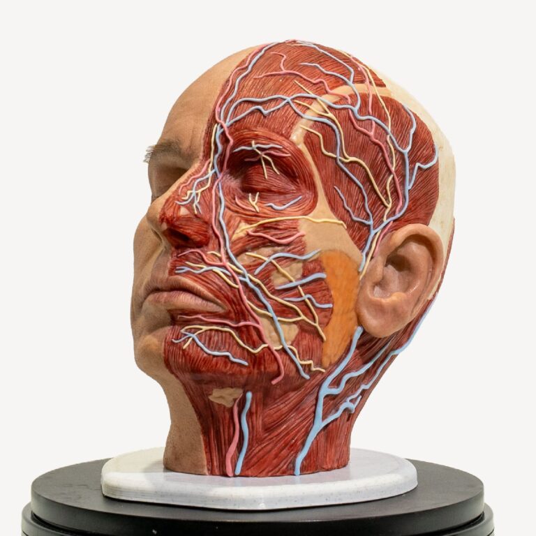 Testa Picture Testa Anatomica PRO → Simulkare